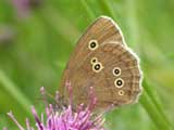 Image of Ringlet butterfly