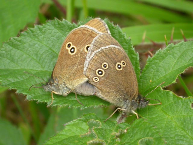 Image of Ringlet butterfly on unknown plant