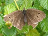 Image of Ringlet butterfly