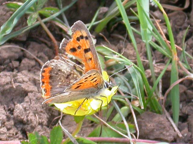 Image of Small Copper butterfly on unknown plant