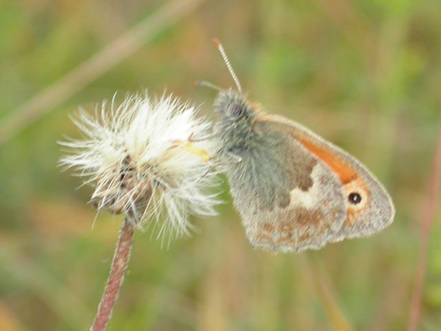 Image of Small Heath butterfly on unknown plant