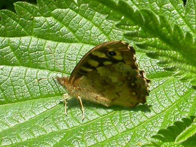 Image of Speckled Wood butterfly on unknown plant