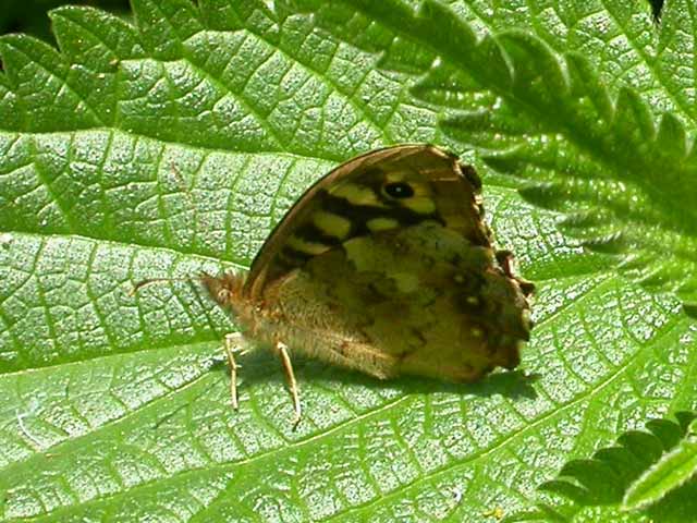 Image of Speckled Wood butterfly on unknown plant