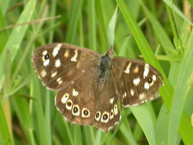Image of Speckled Wood butterfly on unknown plant