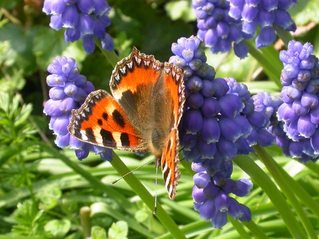 butterfly image