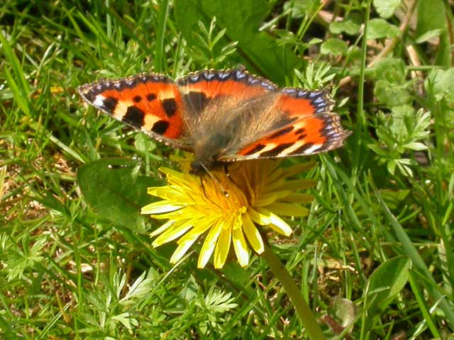 butterfly image