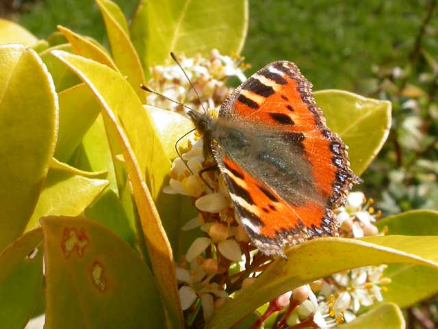 butterfly image