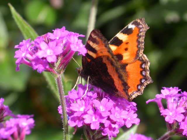 Image of Small Tortoiseshell butterfly on Verbena rigida plant