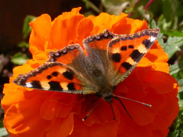 Image of Small Tortoiseshell butterfly on Marigold plant