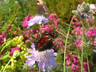 Image of Small Tortoiseshell butterfly on alpine plant