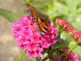 image of Small Tortoiseshell on Lantana camara