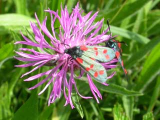 Six spot burnet moth