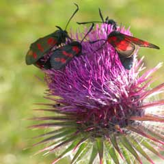 Six-spot burnet moths