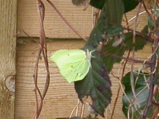 Brimstone butterfly - March 2005