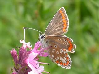 Brown Argus butterfly resting on Hyssop