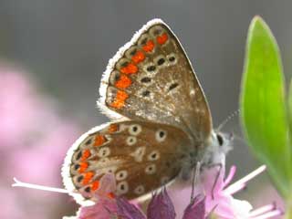 Brown Argus butterfly resting on Hyssop
