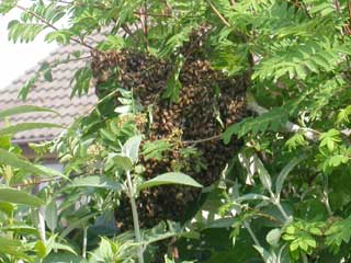 Bee swarm