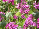 Brimstone butterfly on Honesty