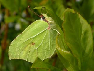 Brimstone butterfly