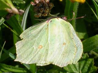 Brimstone butterfly