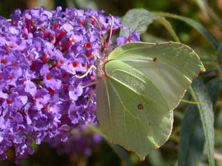 Brimstone butterfly on Buddleia flower
