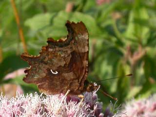 Comma butterfly on Hemp Agrimony