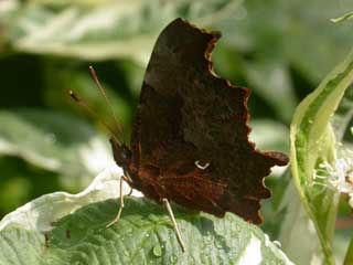 Comma butterfly resting on Dogwood