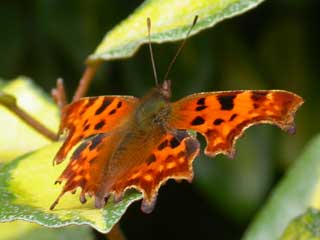 Comma butterfly