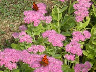 Comma butterflies on Sedum spectabile