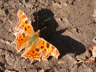 Comma butterfly - March 2005