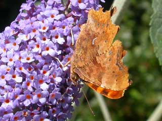 Comma butterfly on Buddleia Lochinch