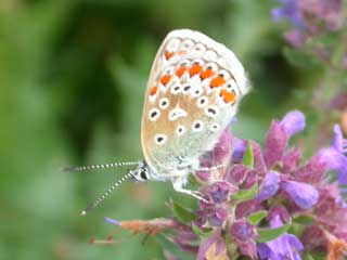 Common Blue butterfly on Hyssop