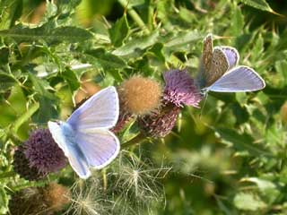 Common Blue butterflies on Thistle plant