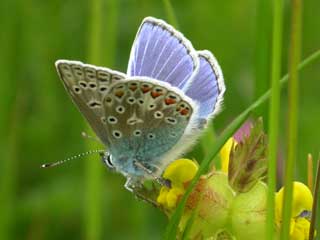 Common Blue butterfly