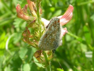 Common Blue butterfly