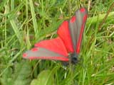 Cinnabar Moth