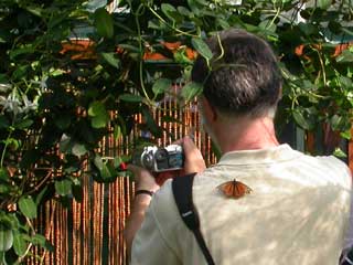 Colin photographing butterflies in Berkeley Castle butterfly house