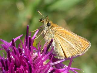 Essex Skipper butterfly