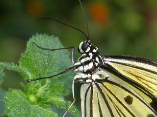 White Tree Nymph butterfly in Berkeley Castle butterfly house