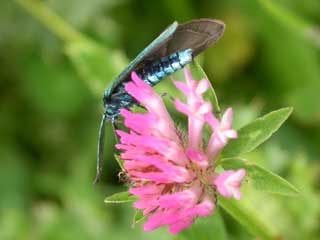 Forester Moth