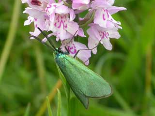 Forester moth