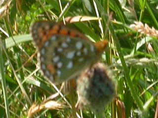 Dark Green (probably) or High Brown (possibly) Fritillary butterfly