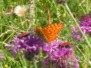 Dark Green (probably) or High Brown (possibly) Fritillary butterfly