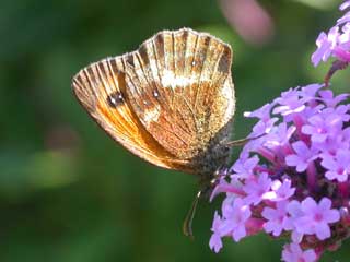 Gatekeeper butterfly on Verbena bonariensis flower