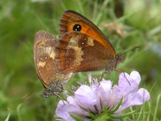 Mating pair of Gatekeeper butterflies