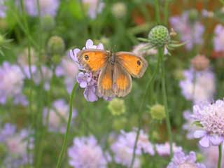 Gatekeeper butterfly on Field Scabious flower