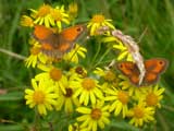 Gatekeeper butterfly on Ragwort flower