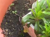 Green-veined White butterfly