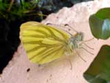 Green-veined White butterfly