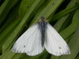 Green-veined White butterfly